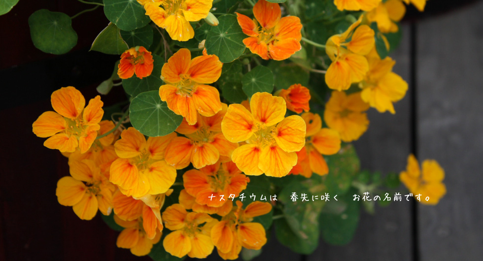 nasturtium ナスタチウム ｜ News